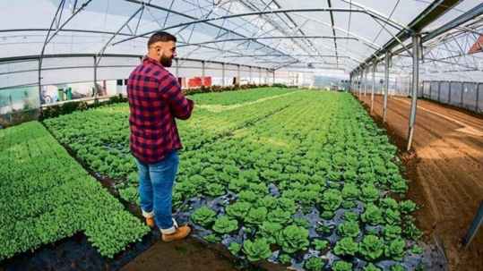 man looking at plants in a greenhouse